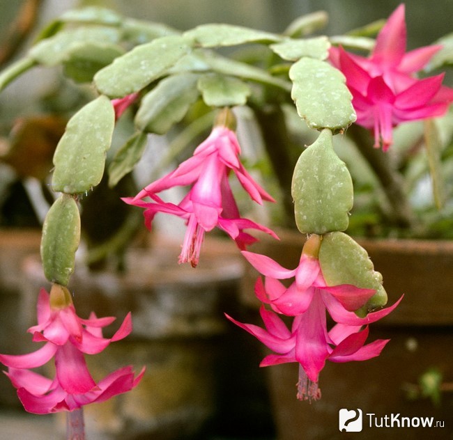 Розовый цвет декабриста