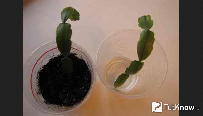 Пересадка рождественника