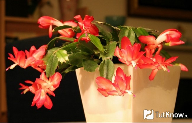 Рождественник цветет