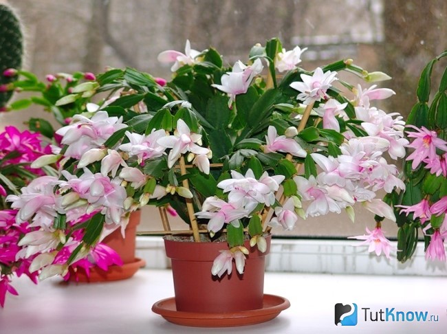 Белый цвет декабриста