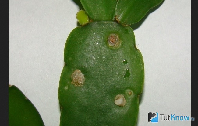 Пораженные дистья декабриста