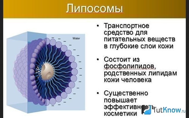 Свойства липосом в нанокосметике