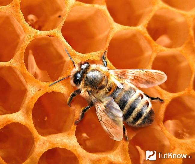 Пчелиный нектар