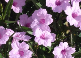 Руэллия — выращивание цветка дома или офисе