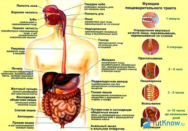 Пищеварительная система - органы и функции