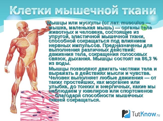 Справка о мышцах и мышечной ткани