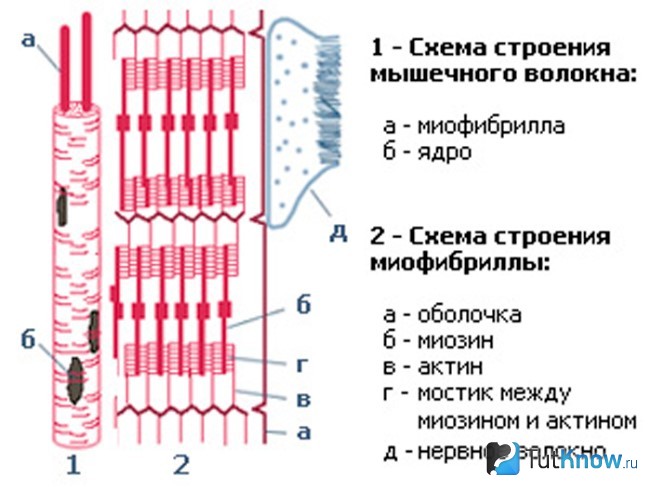 Схема поперечно полосатой мышечной ткани