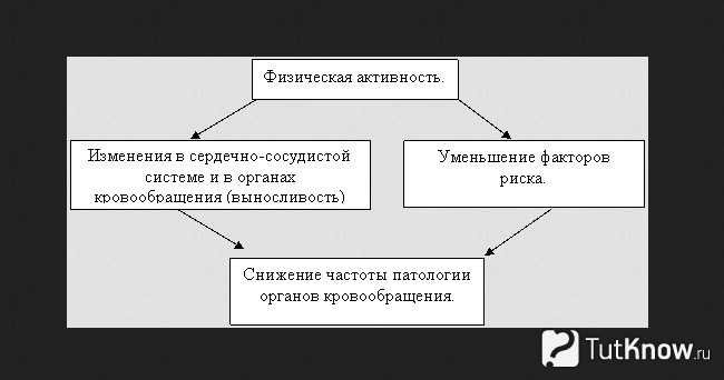Влияние физической активности на сердце и развитие выносливости