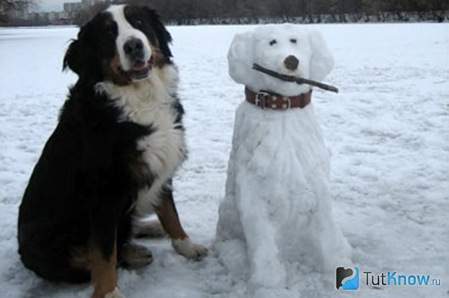 Собака из снега