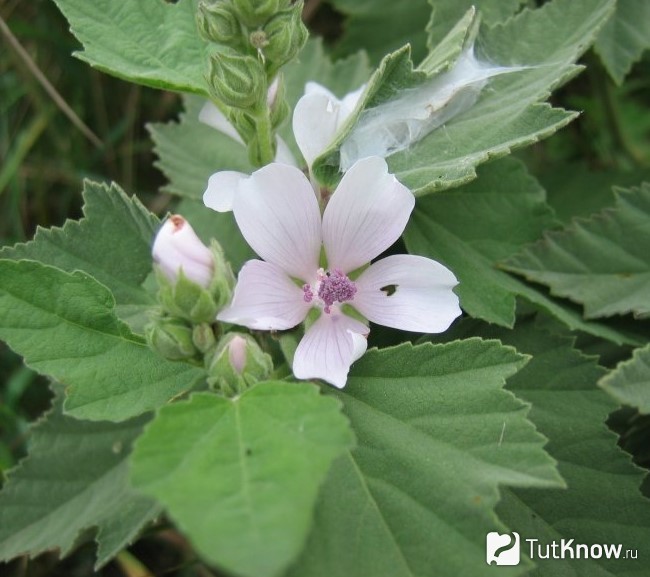 Листья и цветок алтея