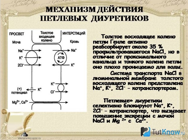 Механизм действия петлевых диуретиков