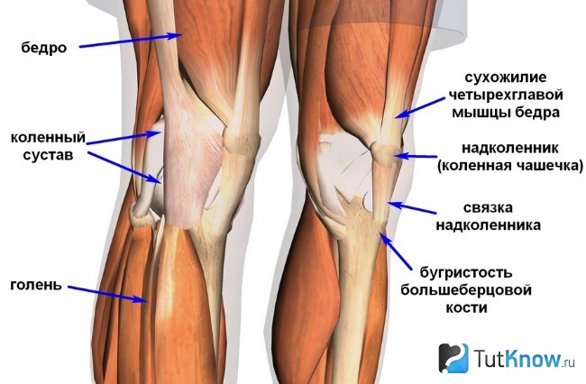 Строение коленного сустава