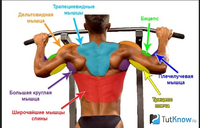 Мышцы, задействованные при подтягиваниях