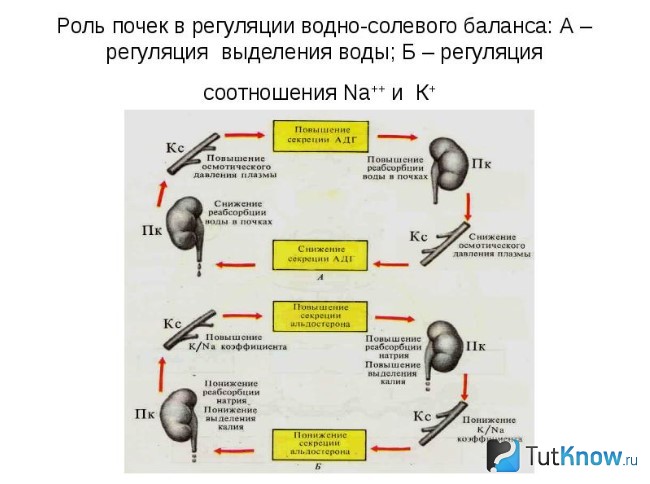 Роль почек в водно-солевом балансе организма