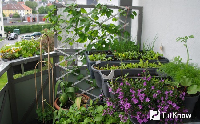 Как сделать огород на балконе своими руками?