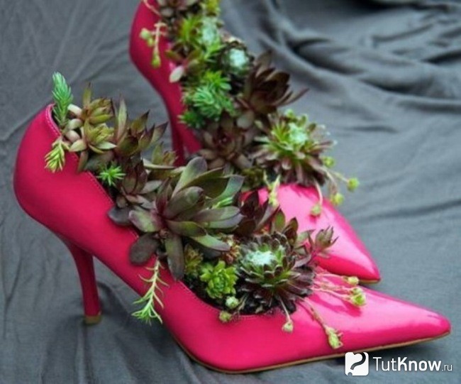Растения в туфельках