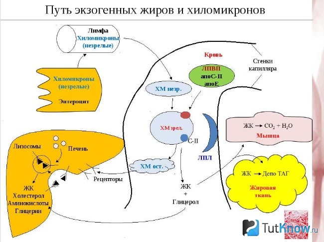 Чистон 11 антидог схема