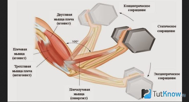 Схема концентрических и эксцентрических сокращений