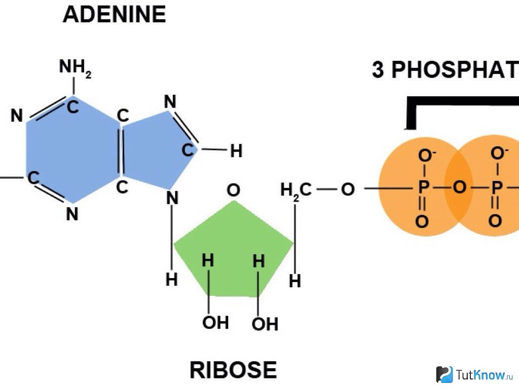 Атф na. ATP molecule. Аденин рибоза. Строение молекулы АТФ. Аденин рибоза 1 фосфат.