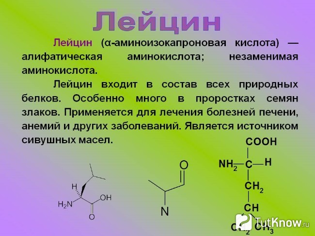 Справка о лейцине