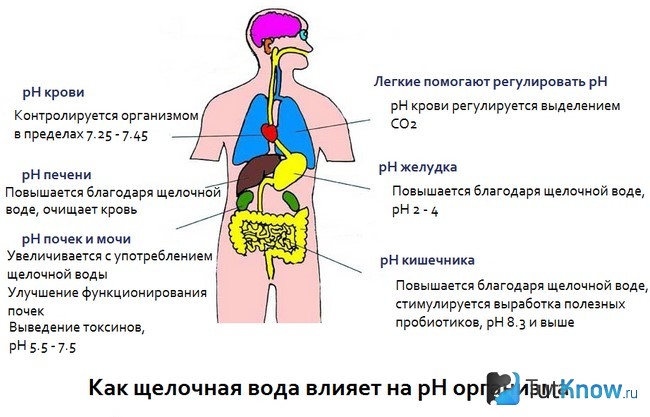 Влияние щелочной воды на организм