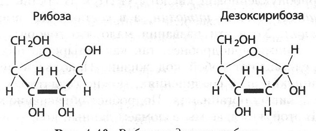 Рибоза 2 дезоксирибоза. Структурная формула рибозы и дезоксирибозы. Рибоза и дезоксирибоза линейные формулы. Циклические формулы рибозы и дезоксирибозы. Дезоксирибоза структурная формула.