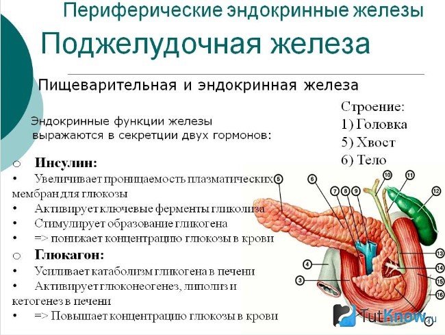 Функции поджелудочной железы