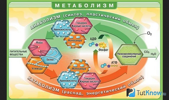 Схема метаболизма