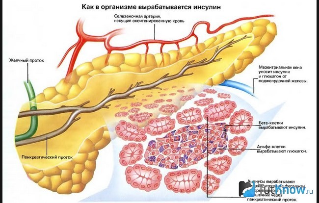 Схема выработки инсулина