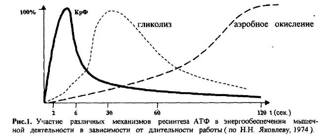 Сущность круговой тренирвоки