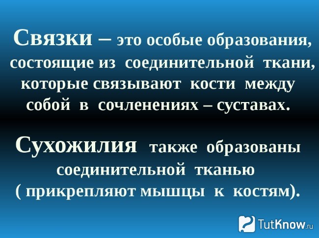 Связки определение. Связка. Функции связок. Функции связок и сухожилий.