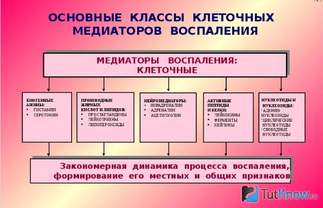 Схема клеточных медиаторов воспаления