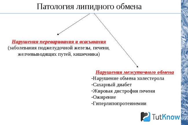 Схема патологий липидного обмена