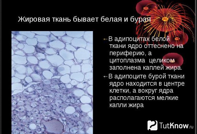 Пояснение о белом и буром жире