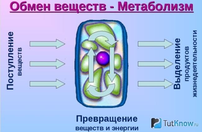 Схема метаболизма