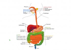 Схематическое изображение пищеварительной системы