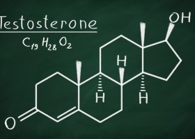 Как строится взаимодействие кортизола и тестостерона