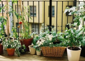 Как устроить огород на балконе