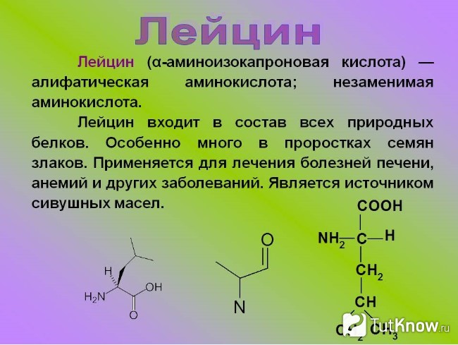 Справка о лейцине