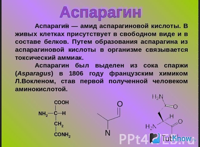 Описание Аспарагина