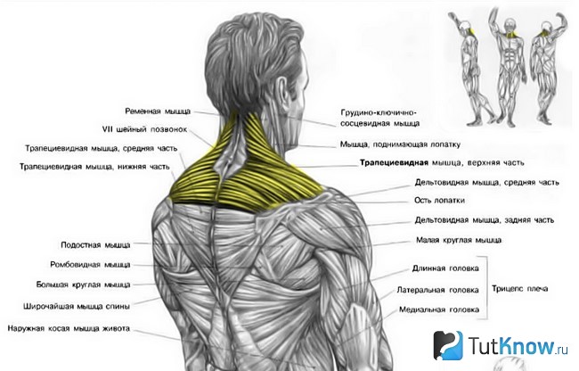 Упражнения для трапециевидных мышц с картинками