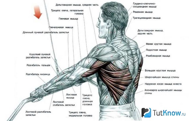 Мышцы, задействованные при выполнении тяги блока к поясу