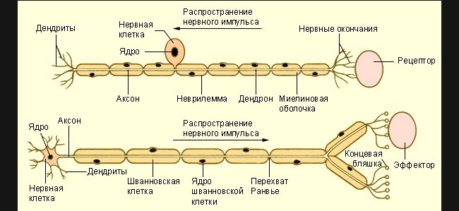 Схема нервного механизма физиологической регуляции