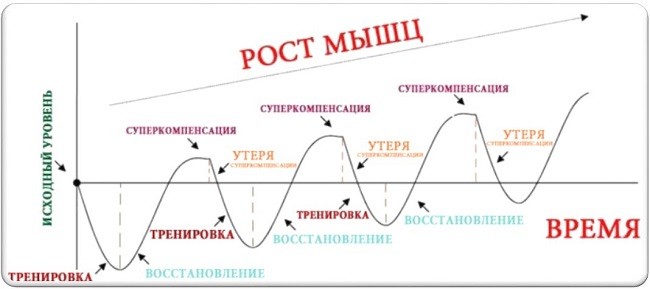 График зависимости роста мышц от суперкомпенсации