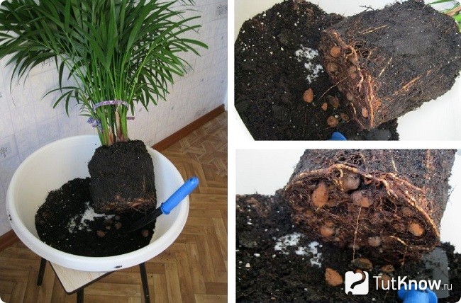 Размножение пальмы в домашних условиях