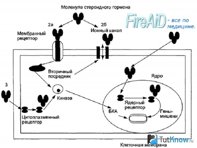 Вечный курс стероидов после 40 схема