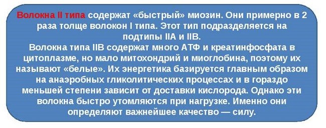 Справка о быстрых мускульных волокнах