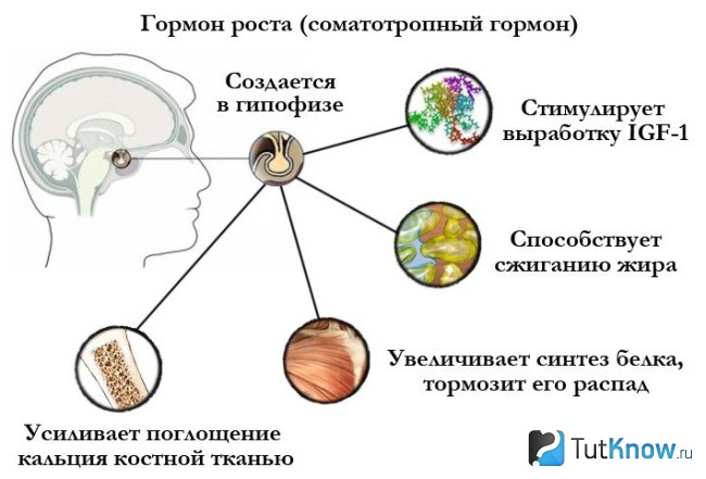 Роль соматотропина в организме