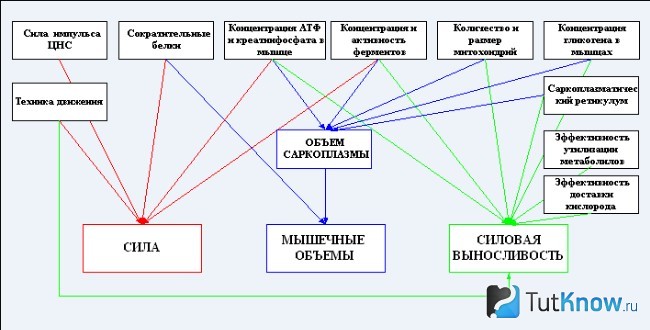 Схема зависимости объема мышц от силы и выносливости