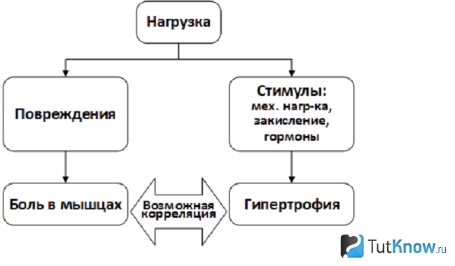 Влияние нагрузки на гипертрофию мышц
